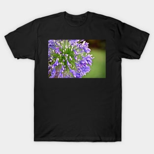 Agapanthus (African Lily) T-Shirt